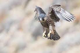 10 animals with real superpowers that would make superheroes jealous peregrine falcon animals super powers