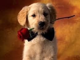 The first flower crown college professor yarely made was for her dog, australian shepherd freya. Happy Valentine S Day Be Careful Flowers Can Be Dangerous For Your Pets Animal Fair