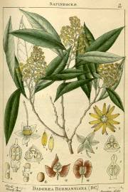 Image result for Deinbollia