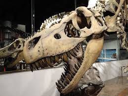 Go Back In Time At The Arizona Museum Of Natural History