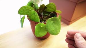 Find popular chinese dollar plant and buy best selling chinese dollar plant from m.banggood.com. How To Care For Pilea Peperomioides Chinese Money Plant Youtube
