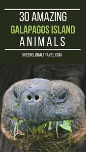 30 Amazing Galapagos Islands Animals Curso De Buceo Vacaciones En Uruguay Diarios De Motocicleta