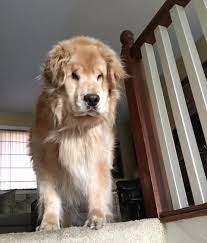 My 6 Year Old Golden Has Yet To Lose His Extra Skin From When He Was A Puppy Aww