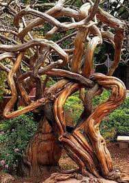 Art Colors And Stuff Weird Trees Unique Trees Nature Tree
