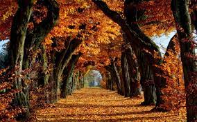 Maybe you would like to learn more about one of these? Free Download Autumn Wallpaper Hd Widescreen Hd Wallpaper Background Desktop 2560x1600 For You Fall Wallpaper Fall Desktop Backgrounds Desktop Wallpaper Fall