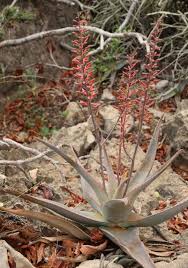 Image result for Aloe christianii
