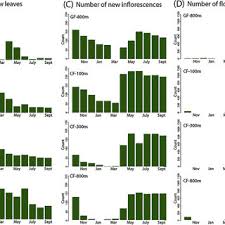 Image result for Sarcophrynium prionogonium