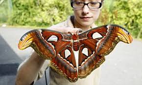 Atlas moth cross stitch pattern instant download (ap603). It S Enorm Moth This Newly Emerged Atlas Moth Shows Off Its Huge 30cm Wingspan Daily Mail Online
