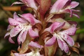 Image result for Satyrium macrophyllum