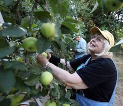 Enoch's berry farm arkansas family farm selling the patented university of arkansas 'indian tribe' series of blackberries. Foxwhelp Farm Directory Go Local
