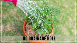 However, a gravel layer underneath a liner pot can reduce the need to pour out drained water so frequently. Plants That Don T Need Drainage Holes In Pot