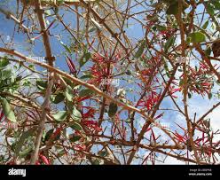 Image result for Parkinsonia africana