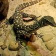 Monitor lizard