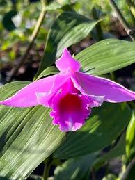 Image result for Cyphia decora