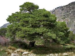 Ex laws.) and lodgepole pine (pinus contorta var. An Old Tree Doesn T Get Taller But Bulks Up Like A Bodybuilder Npr