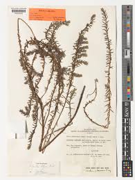 Image result for Chenolea