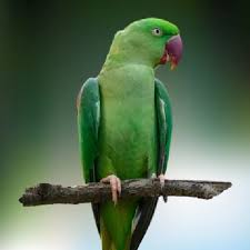 Image result for parrot