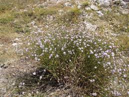 Image result for Cephalaria pungens