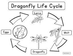 Dragonfly life cycle activity booklet quantity. Dragonfly Life Cycle And Ecosystem By Laila Camacho Tpt