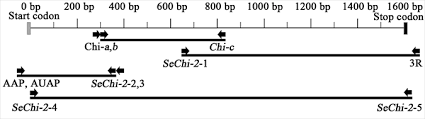 Distribution of Chitinolytic Enzymes in the Organs and cDNA Cloning of  Chitinase Isozymes from the Liver of Golden Cuttlefish Sepia esculenta