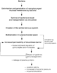 pathophysiology of bacterial meningitis the pathophysiology