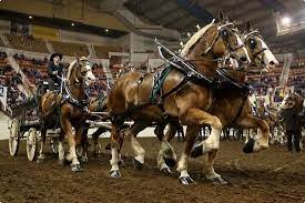 Belgian Draft Horse Info Origin History Pictures