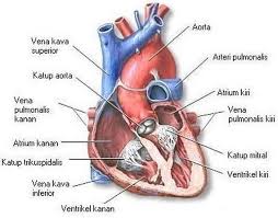 Bagian Bagian Jantung Dan Fungsinya Berikut Gambar Organ Manusia Yang Memompa Darah Semua Halaman Fotokita