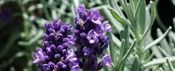 Gardens, renowned for its heavy midsummer bloom strength and its fine tolerance of heat, humidity, and even drought (once established). Lavandula English Lavender Lavandula Angustifolia Munstead