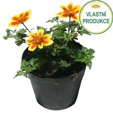 Image result for foto Dvouzubec