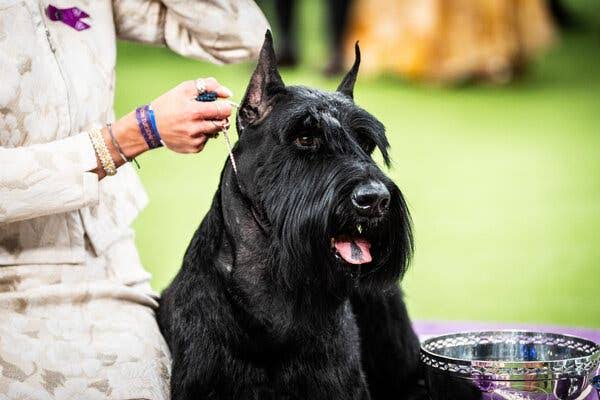 Westminster Dog Show 2025: Unforgettable Dogs Like Monty, Mercedes and  Bourbon - The New York Times