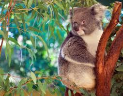 Image result for Eucalyptus robusta