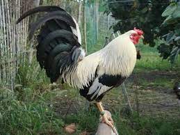 My birds are for beauty shows only. Pin En Aves De Combate