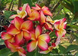 The Plumeria 4806 Aka Seng Tian Tong A Beautiful 4 5 Flower With Heavy Textured Petals Of Cream And Yellow There Is A Thin Jasmim Manga Flores Folhagem