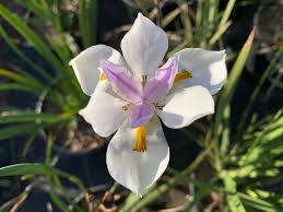 Image result for Moraea niassensis