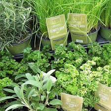 Benutzen sie gern verschiedene kräuter beim kochen? Der Eigene Krautergarten Zu Hause Gartencenter Mencke