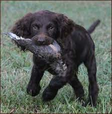 Boykin spaniel book for care, costs, feeding, grooming, health and training by asia moore and george hoppendale (2015, trade paperback) at written by an expert dog whisperer and dog owner, the boykin spaniel complete owner's manual has the answers you may need when researching this. 16 Boykin Spaniel Puppies Ideas Boykin Spaniel Puppies Boykin Spaniel Spaniel Puppies