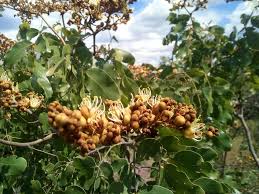 Image result for Julbernardia paniculata