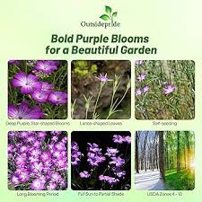 Image result for Agrostemma