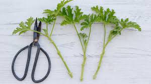 Image result for cuttings of geraniums