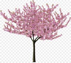 Cherry Blossom Tree Drawing Png Download 2506 2200 Free Transparent Cherry Blossom Png Download Cleanpng Kisspng Hello everyone 😊, hope you are doing great !in this video i show you how to draw scenery of a tree with full of flowers, using oil pastels step by step for. cherry blossom tree drawing png