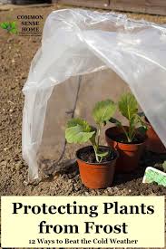 Maybe you would like to learn more about one of these? Protecting Plants From Frost 12 Ways To Beat The Cold Weather