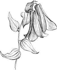 Chilean Bellflower Clipart Etc Small Henna Tattoos Belle Tattoo Small Giraffe Tattoo
