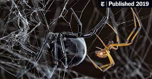 Spiders are one of the gardeners best tools for biological pest control and also are one of the few pest predators that don't eat plants. How Does A Male Black Widow Find A Mate Follow The Other Guys The New York Times