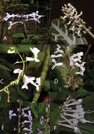 Image result for Eriocephalus ambiguus