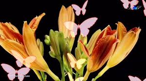 Good morning images of flowers 1. Good Morning My Love Youtube