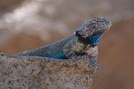 On grounds of arizona sonoran desert museum, tucson, pima county, arizona — april 9, 1999. Clark S Spiny Lizard Photograph By Dennis Boyd