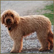 Feeling guilty i have never submitted any pictures of my beloved friend, kosi (like cozy. Labradoodle Pictures Photos Images Pictures Of Labradoodles