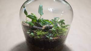 But you can upcycle and repurpose these bottles into useful things for your home or garden and play a small part in saving the planet. Making A Bottle Terrarium Closed Terrarium Basics Youtube