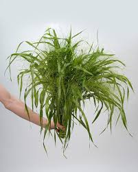 Image result for Panicum funaense