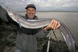 Conger Eel Fish Fishing Boats Blog